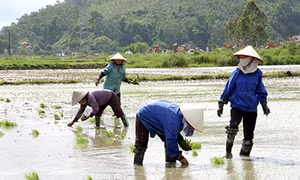 Cấy dặm mùa xuân