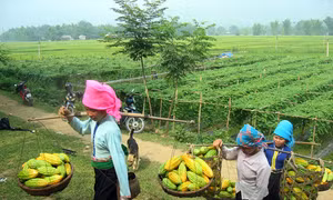 Phát triển dược liệu thành hàng hóa