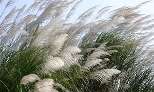 Mùa gió chướng