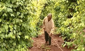 Gia Lai