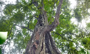 Hai cây thị cổ tại thành Nhà Hồ trở thành cây Di sản Việt Nam 