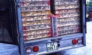 Bắt giữ nhiều vụ vận chuyển gà giống, than không rõ nguồn gốc