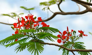 Tự khúc ngày hè…