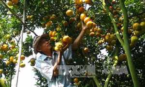 Hậu Giang