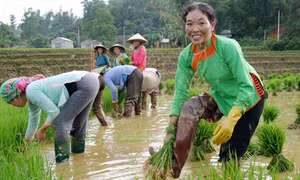 Người Pu Nả trồng lúa nước 