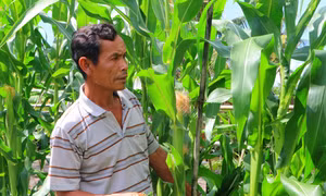 Hỗ trợ nông dân Khmer thoát nghèo