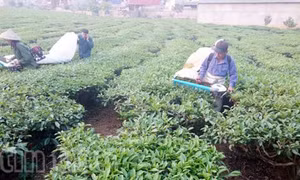 Xanh mát đồi chè Mộc Châu