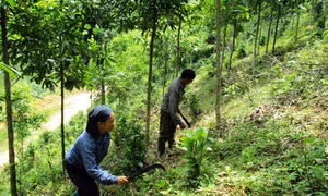 Nhân rộng mô hình tốt phát triển kinh tế rừng