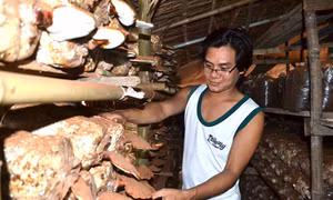 Nông dân làm giàu nhờ nấm linh chi
