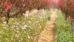 Hoài niệm làng đào