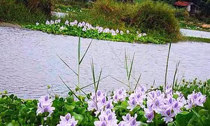 Bến quê