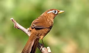 Nhớ dàn hợp xướng đồng quê