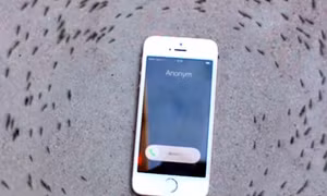 Hành vi lạ lùng của đàn kiến quanh chiếc iPhone 