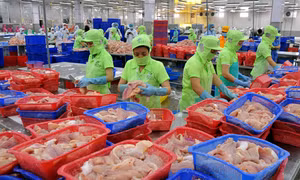 Cá tra Việt Nam đối mặt nhiều khó khăn