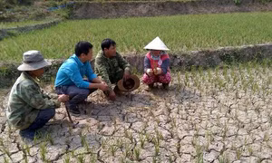 Kon Tum