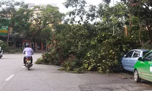 Hà Nội có hơn 1.000 cây xanh bị gãy đổ