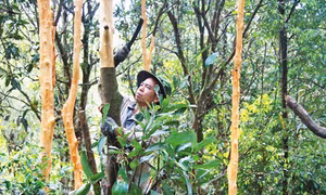 Trên mảnh đất anh hùng Tiên Phước