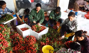 Thoát cảnh 'vải đỏ đường, dân đỏ mắt'