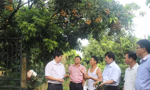 Giúp nông sản Việt vào siêu thị 