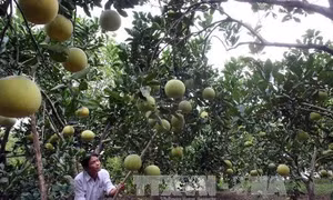 Phú Thọ