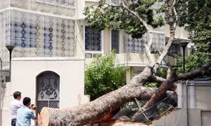 Cây cổ thụ bật gốc, đè sập tường rào