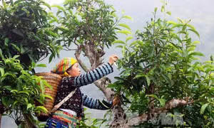 Nâng cao giá trị cho sản phẩm nông sản xứ Tuyên