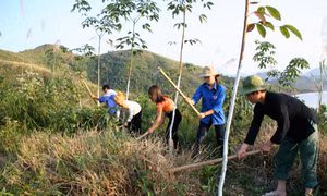 Lương thấp, công nhân cao su bỏ việc