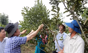 Lâm Đồng
