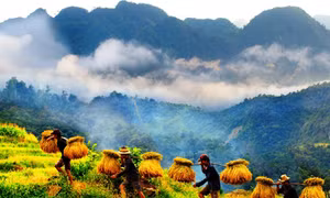 Thao thức mùa gặt