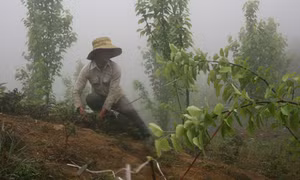 Lào Cai