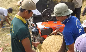 Gỡ khó cho xuất khẩu gạo