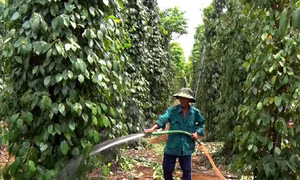 Hướng đến sản xuất hồ tiêu an toàn, chất lượng