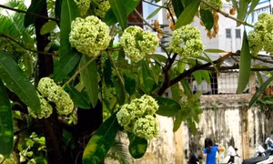 “Ác mộng” mang tên… hoa sữa 