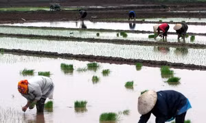 Vụ đông xuân đối mặt với sâu bệnh, thiếu nước