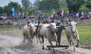 Tưng bừng Lễ hội đua bò Bảy Núi An Giang năm 2015