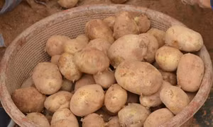 Đà Lạt