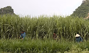Sơn La