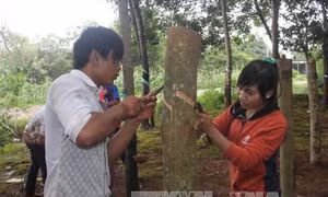 Lai Châu