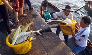 Làm giàu từ những sản vật biển khơi 