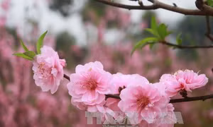 Ngày Xuân đọc câu đối Tết của tiền nhân