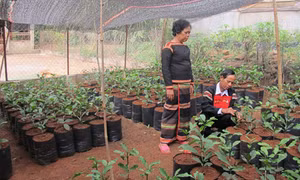 Già làng, nghệ nhân tiêu biểu