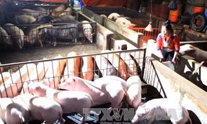 ĐBSCL phấn đấu giảm tỷ lệ nghèo năm 2015 