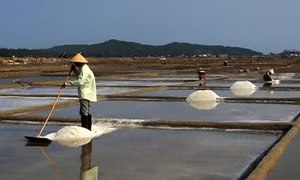 Mùa muối 'đắng' 