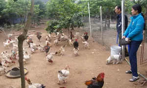 Hưng Yên