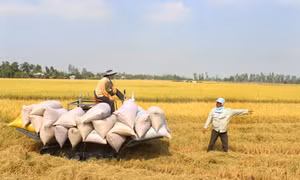 Gia hạn thời gian cho vay mua tạm trữ thóc, gạo vụ Đông Xuân 
