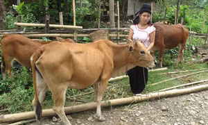 Muốn làm giàu phải có quyết tâm