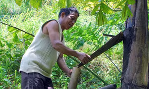Độc đáo rượu Tr’đin của đồng bào Cơ tu 