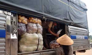Chợ nông sản Đà Lạt "cấm cửa" khoai tây Trung Quốc