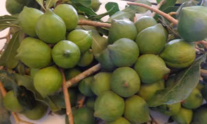 Cần cơ chế hình thành chuỗi giá trị