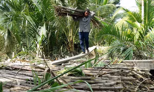 Giá mía tăng, người trồng phấn khởi